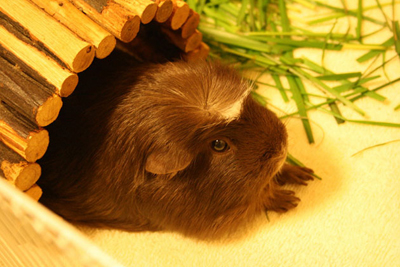 もこもこモルモット